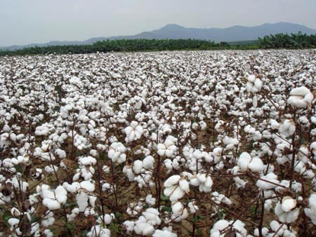 �޻���Ƥ��